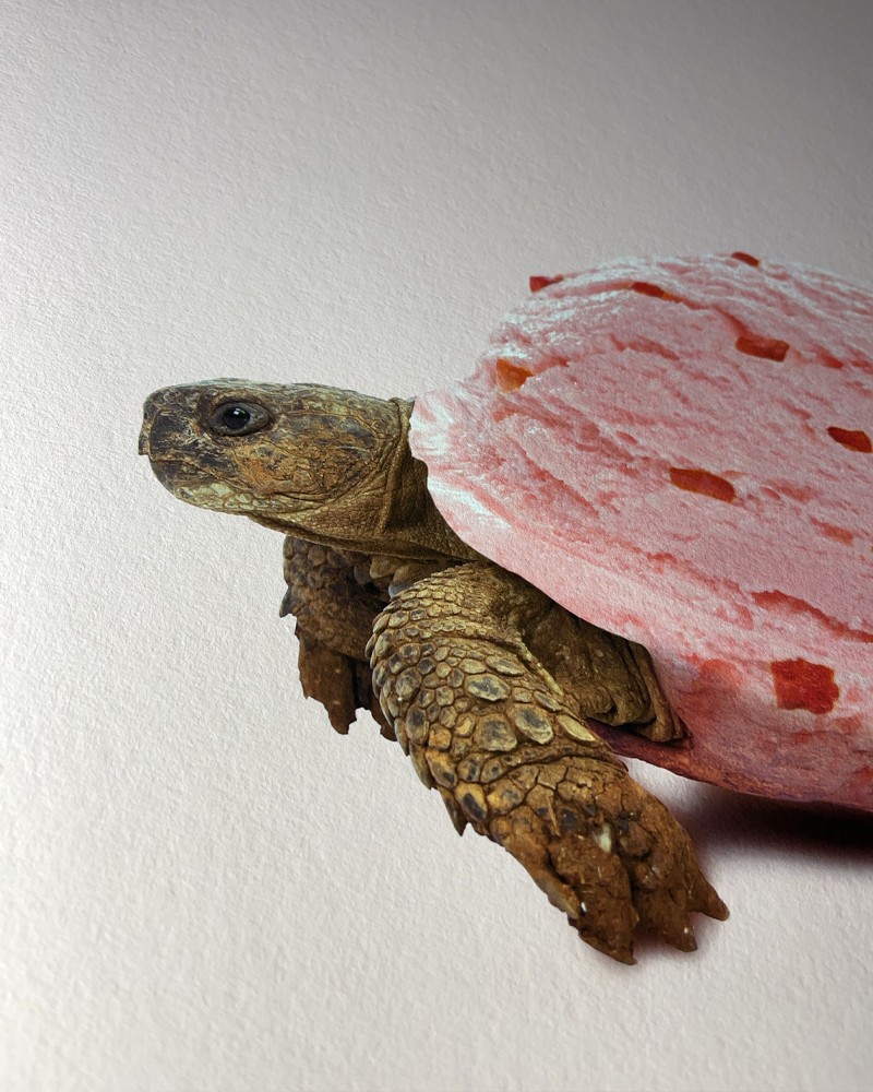 Turtle Ice Block Turtle ice